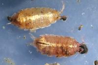 Androniscus dentiger