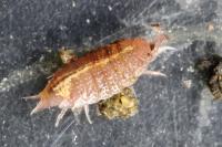 Androniscus dentiger