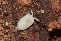 Platyarthrus hoffmannseggii