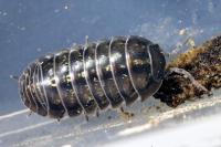 Armadillidium vulgare
