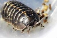 Armadillidium vulgare