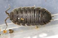 Porcellio scaber