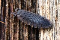 Porcellio scaber