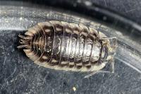 Oniscus asellus