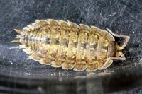 Porcellio monticola
