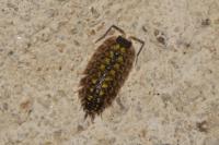 Porcellio spinicornis