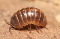 Armadille commune
