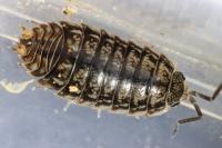 Porcellio gallicus