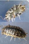Porcellio gallicus