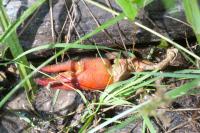Pacifastacus leniusculus