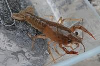 Procambarus clarkii