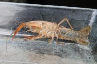 Procambarus clarkii
