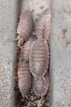 Porcellio scaber