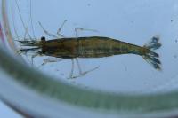 Atyaephyra desmarestii
