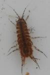 Asellus aquaticus