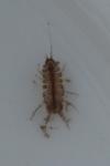 Proasellus meridianus