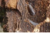 Porcellio scaber