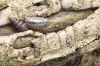 Philoscia muscorum
