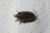 Philoscia muscorum