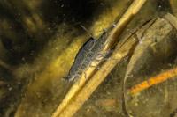 Asellus aquaticus