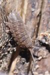 Porcellio scaber