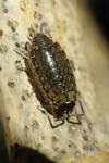 Philoscia muscorum