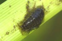Asellus aquaticus