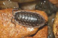 Oniscus asellus