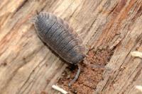 Porcellio scaber