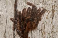 Porcellio scaber