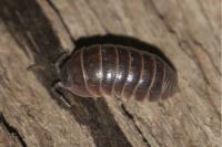 Armadillidium vulgare