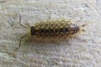 Porcellio spinicornis