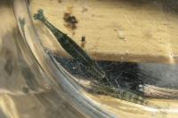 Atyaephyra desmarestii