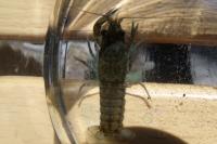 Faxonius limosus