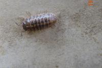 Armadillidium