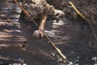 Oniscus asellus