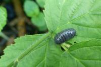 Armadillidium vulgare