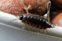 Philoscia muscorum