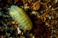 Caecosphaeroma burgundum