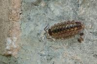 Porcellio spinicornis