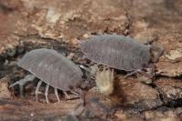 Porcellionides pruinosus