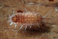 Trichoniscus pusillus/provisorius
