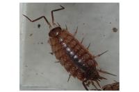 Philoscia affinis