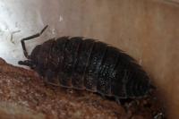 Porcellio scaber