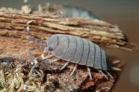 Porcellionides pruinosus