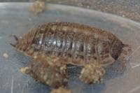 Trachelipus rathkii
