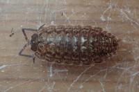 Porcellio monticola