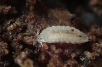 Haplophthalmus danicus