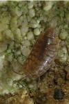 Chaetophiloscia cellaria