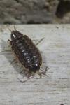 Philoscia muscorum